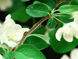 Apple tree flowers blooming Stock Footage