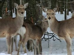 MS Ezo sika deers in snow / Kushiro, Japan Stock Footage
