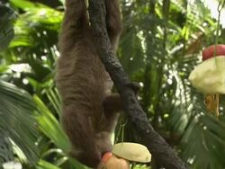 Tilt Down Sloth Jurong Singapore Stock Footage