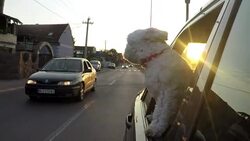 Dog on a road trip Stock Footage