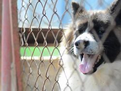 Close up dog face Stock Footage