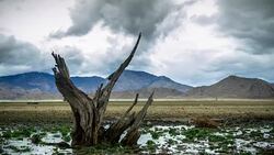 Dead Tree in Drought Stricken Reservoir - Time Lapse Stock Footage