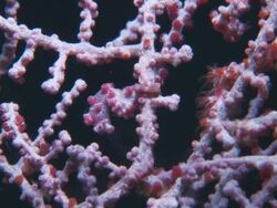 Seahorse, Pygmy, stationary on coral, eye movement, close up. Indonesia  Stock Footage
