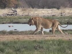 lion Stock Footage