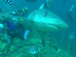 Tourist divers photographing and feeding bull shark, Carcharhinus leucas, Fiji, South Pacific  Stock Footage