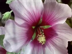CU T/L  Pink hibiscus bud blooming with leaves / Studio City, California, USA Stock Footage