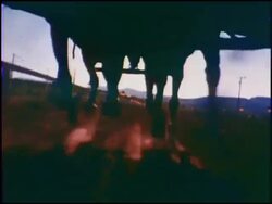 Montage: covered wagon race Stock Footage