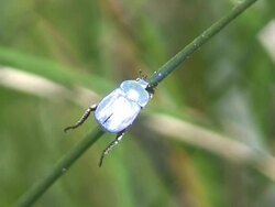 Blue jewel beetle Stock Footage