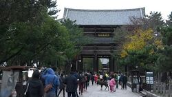 Autumn in Nara park, Japan. Stock Footage