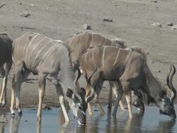Kudu drinking Stock Footage