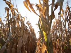 Corn in a field, Ohio United States Stock Footage