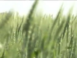 Argentina's farmers under pressure from financial crisis News Clip