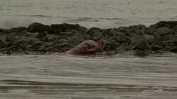 A dead dolphin rots on a rocky outcropping. Stock Footage