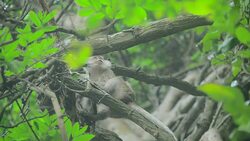 Monkey on tree Stock Footage