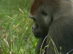  CU Mikumba the Silverback Western Lowland Gorilla sitting on forest floor eating roots of leaves / Dzangha-Sangha National Park, Central African Republic Stock Footage