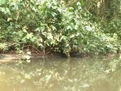 Tortuguero Channel Stock Footage