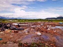 trash and vultures | timelapse Stock Footage