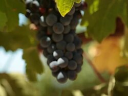 CU R/F Shot of Bunch of black grapes / Kleine Zalze Lodge, Western Cape, South Africa Stock Footage
