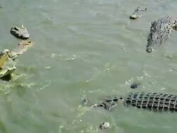 Crocodile Stock Footage