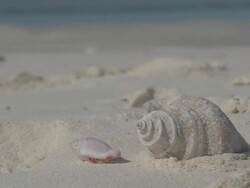 MS View of Hermit Crab Searching for Food / Keeling, Shire of Cocos, Australia Stock Footage