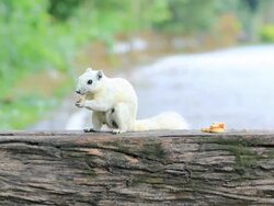 White squirrel eating a cookie Stock Footage