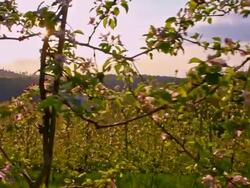 SLO MO Apple tree orchard at sunrise Stock Footage