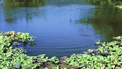 Beautiful summer landscape on the lake Stock Footage