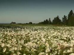 Field of daisies in the wind  Stock Footage