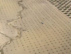 aerial view of olive plantation; first half showing freshly planted young trees, second half mature trees Stock Footage
