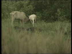 Aftermath following eruption of the Mayon volcano. Instructional Video