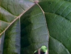 Tilt down croton leaf to MS caterpillar eating leaf.  Panama. Stock Footage