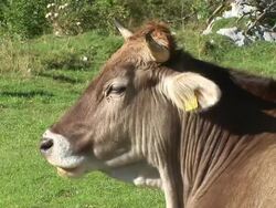 HD: Cow Stock Footage