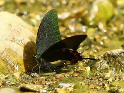 Green butterfly ,HD Stock Footage