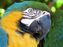 Macaw Blue Golded Stock Footage