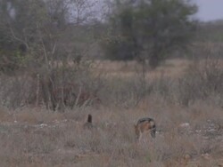 WS View of Honey badger walking through scrub with black back jackal  / Central Kalahari Game Reserve, Botswana Stock Footage