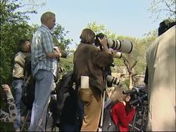 Polar bear cub returns after teething trouble News Clip