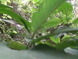 Tortuguero National Park jungle Stock Footage