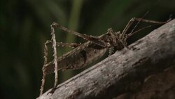 An prickly katydid feeds on a log. Stock Footage