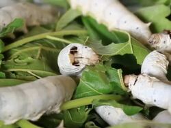 Silkworm eating Stock Footage