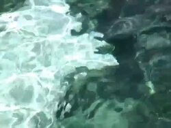 Beluga 4 - HD 1080/60i Stock Footage