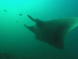 Manta with school yellowtails, divers, Mozambique  Stock Footage