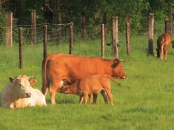 Cattle Stock Footage