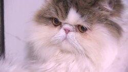 Amazing animals charm visitors to the 'Fluffytorium' in London News Clip