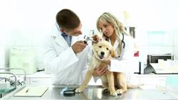 Vets examining a Golden Retriever puppy. Stock Footage