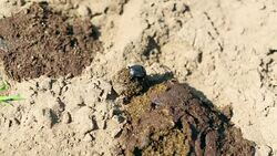 Dung Beetle on work Stock Footage