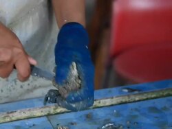 Mongers opening oyster Stock Footage