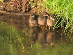 Three young Coots Stock Footage