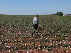 Inspecting the Cotton Crop Stock Footage