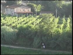Tuscany Tree / Hedge Trimmers in Vineyard (Italy) Stock Footage