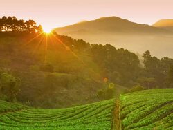 Morning at Farm Strawberries Stock Footage